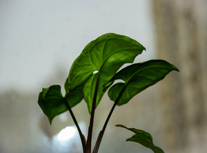 Image-preview_300x200