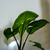 Image-square_50