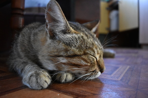 Image-preview_300x200