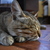 Image-square_50