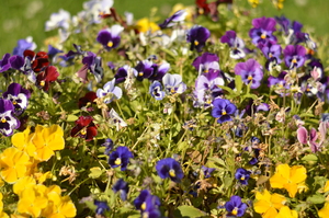 Image-preview_300x200