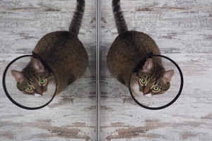 Image-preview_300x200