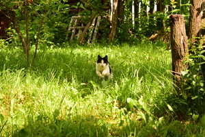 Image-preview_300x200