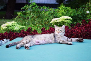 Image-preview_300x200