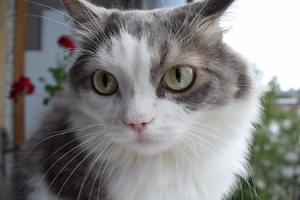 Image-preview_300x200