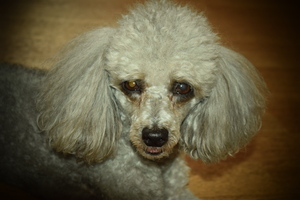 Image-preview_300x200