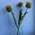 Image-square_50