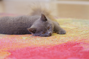 Image-preview_300x200