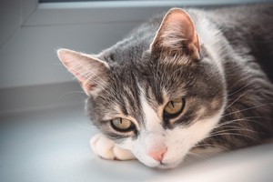 Image-preview_300x200