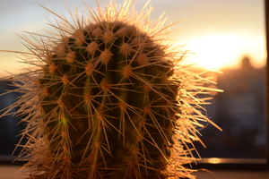 Image-preview_300x200