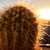 Image-square_50