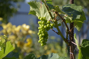 Image-preview_300x200