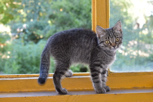 Image-preview_300x200