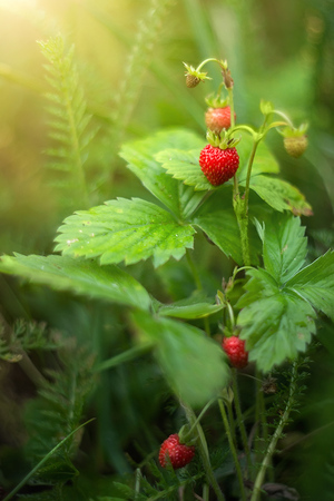 Image-preview_300x200