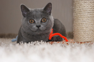 Image-preview_300x200