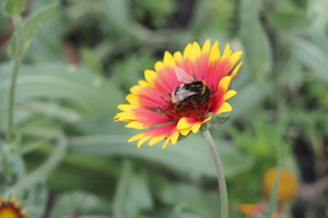 Image-preview_300x200