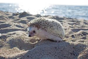 Image-preview_300x200