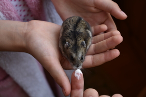 Image-preview_300x200