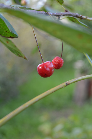 Image-preview_300x200