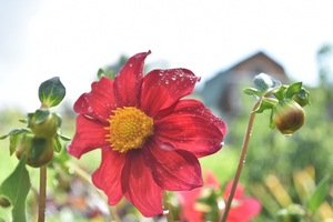 Image-preview_300x200