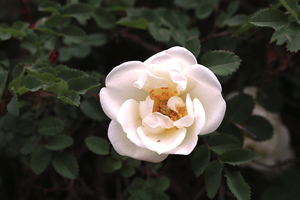 Image-preview_300x200