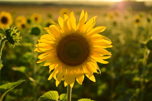 Image-preview_300x200