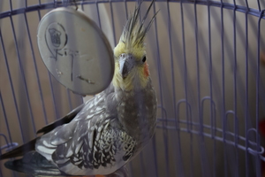 Image-preview_300x200