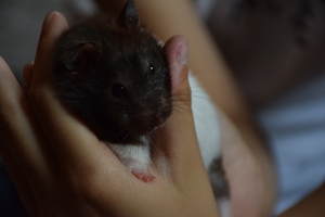 Image-preview_300x200