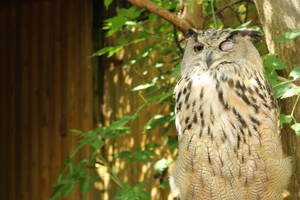 Image-preview_300x200