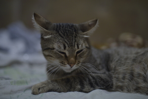 Image-preview_300x200