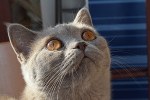 Image-preview_300x200