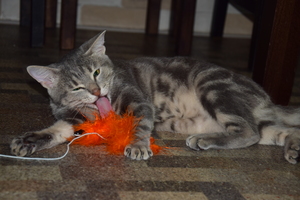 Image-preview_300x200