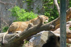 Image-preview_300x200