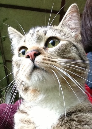 Image-preview_300x200