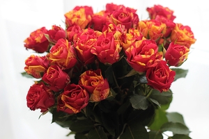 Image-preview_300x200