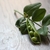 Image-square_50