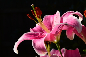 Image-preview_300x200