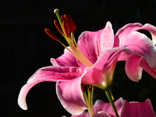 Image-rectangle_220_165