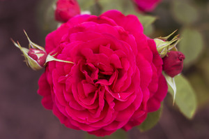 Image-preview_300x200