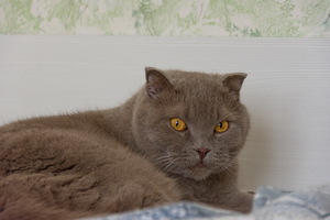 Image-preview_300x200