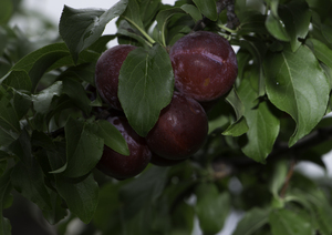 Image-preview_300x200