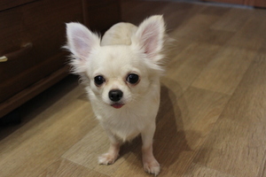 Image-preview_300x200