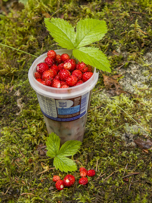 Image-preview_300x200