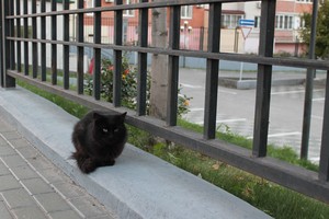 Image-preview_300x200