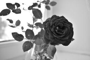 Image-preview_300x200