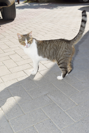 Image-preview_300x200