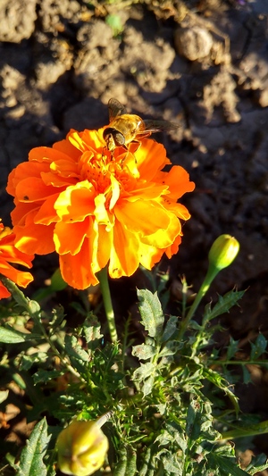 Image-preview_300x200