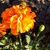 Image-square_50
