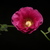 Image-square_50