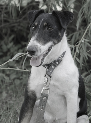 Image-preview_300x200